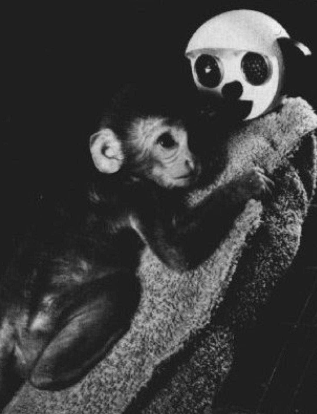 Harlow's monkey spending time with the warm mother which showed the power of the mother-child attachment theory, an interesting research topic in developmental psychology which has also influenced caregivers in the education field.